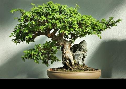 Top 10: Bonsai originali ed insoliti - Bonsai Empire