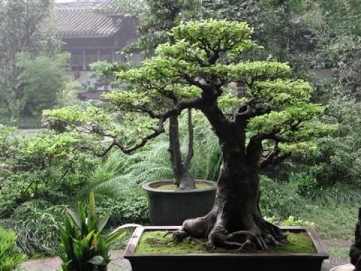Himalayan Cedar Bonsai Tree