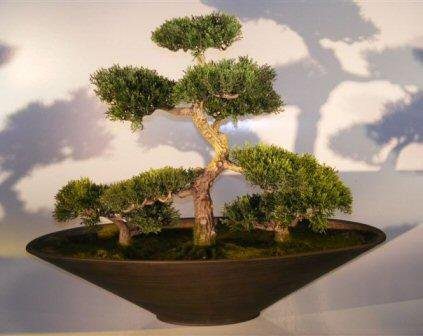 Cedar Bonsai - Group Planting