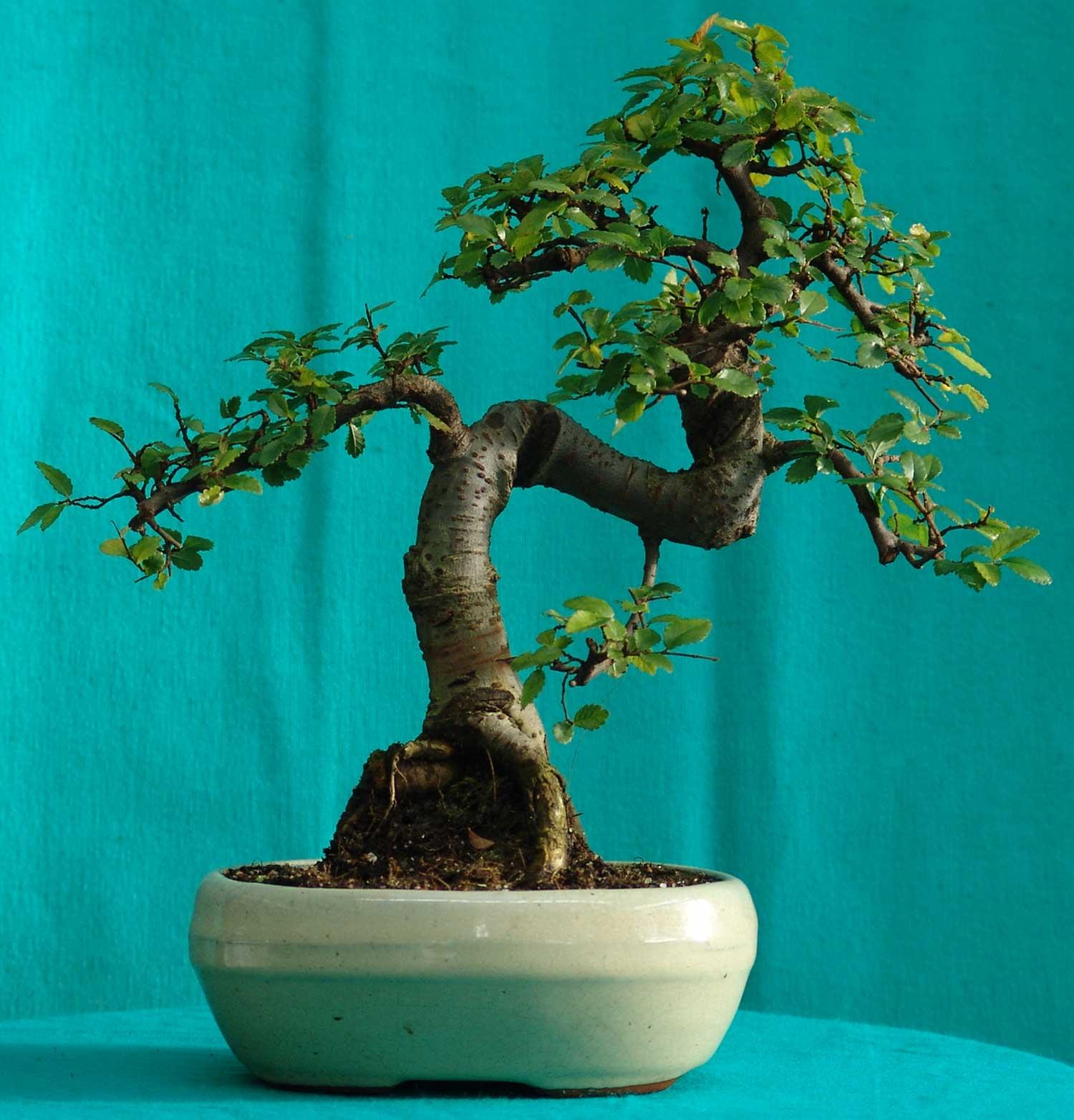 Chinese Elm Bonsai Tree Indoors
