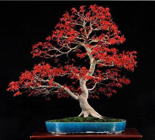 Japanese Maple Bonsai Tree