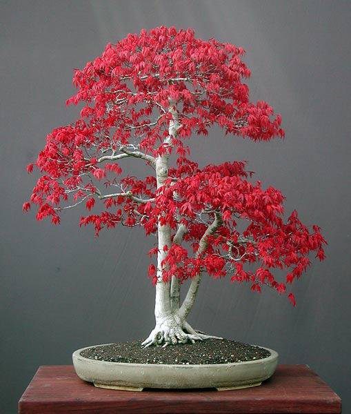 Japanese Red Maple Bonsai Tree