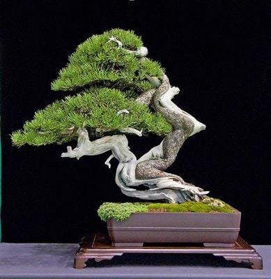 Juniper Bonsai Tree