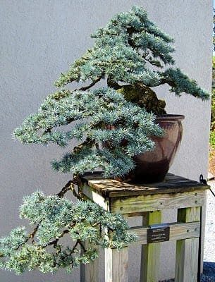 Coniferous Bonsai