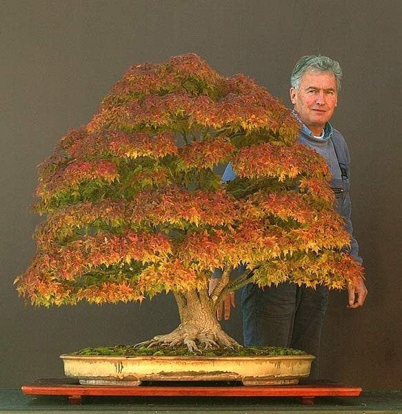 Acer Palmatum Japanese Maple by Walter Pall