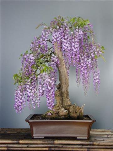 Blue Japanese Wisteria Bonsai