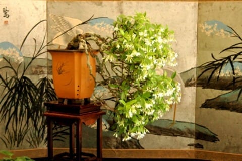 Displaying Bonsai