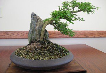 10 Steps To Good Bonsai