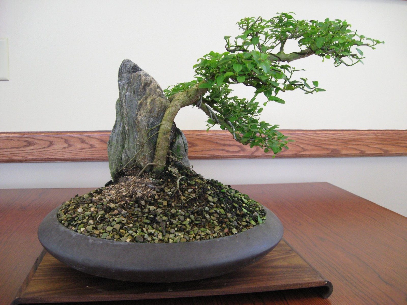 10 Steps To Good Bonsai