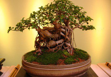 10 Things To Avoid When Growing Bonsai Trees