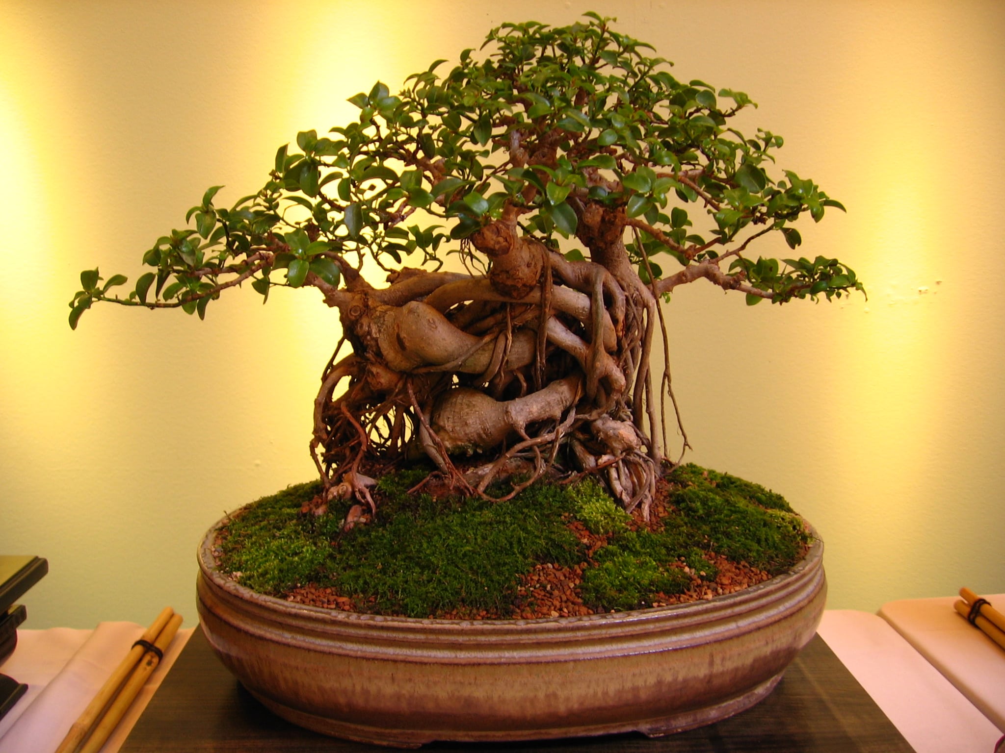 Things To Avoid When Growing Bonsai Trees