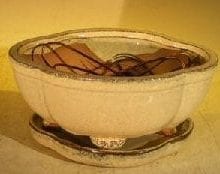 Beige Ceramic Bonsai Pot Lotus Shaped Professional Series Oval with Attached Humidity/Drip Tray 6.37 x 4.75 x 2.625