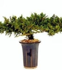 Juniper Bonsai Tree For Sale - 8 - Preserved Bonsai Tree For Sale (Preserved - Not a living tree)