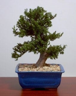 Preserved Juniper Bonsai Tree For Sale - Upright Style (Preserved - Not a living tree)