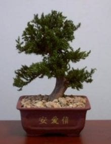 Preserved Juniper Bonsai Tree For Sale #2 - Upright Style Potted in Chinese Bonsai Container (Preserved - Not a living tree)