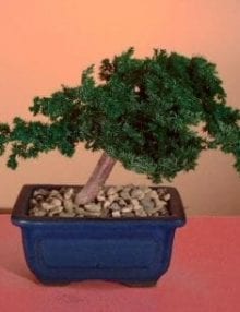 Preserved Juniper Bonsai Tree For Sale - Windswept Style (Preserved - Not a living tree)