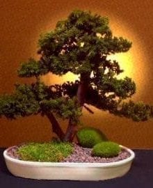 Preserved Juniper Bonsai Tree For Sale - Upright Double Trunk Style (Preserved - Not a living tree)