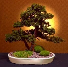 Preserved Juniper Bonsai Tree For Sale - Upright Double Trunk Style (Preserved - Not a living tree)