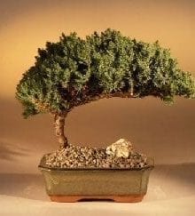 Juniper Bonsai Tree For Sale - Medium (Juniper Procumbens nana)
