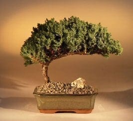Juniper Bonsai Tree For Sale - Medium (Juniper Procumbens nana)