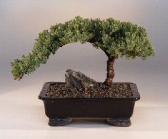 Juniper Bonsai Tree For Sale - Large (Juniper Procumbens nana)