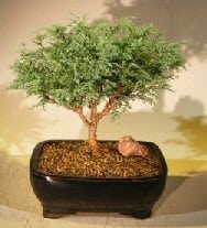 Blue Moss Cypress Bonsai Tree For Sale (Chamecyparis glauca minima)