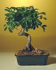 Hawaiian Umbrella Bonsai Tree For Sale - Medium Coiled Trunk Style (Arboricola Schefflera 'Luseanne')