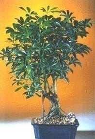 Hawaiian Umbrella Bonsai Tree For Sale - Medium (Arboricola Schefflera 'Luseanne')