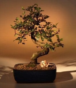 Chinese Elm Bonsai Tree For Sale - Medium Curved Trunk Style (Ulmus Parvifolia)