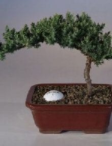 Juniper Bonsai Tree For Sale with Fairway Golf Ball (Juniper Procumbens nana)