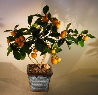 Orange Citrus Bonsai Tree For Sale (Calamondin Orange)