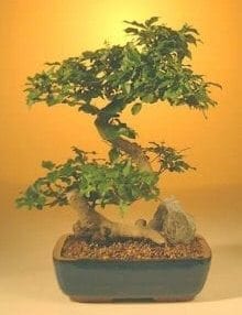 Flowering Ligustrum Bonsai Tree For Sale - Large Curved Trunk Style (ligustrum lucidum)