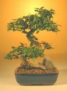 Flowering Ligustrum Bonsai Tree For Sale - Large Curved Trunk Style (ligustrum lucidum)