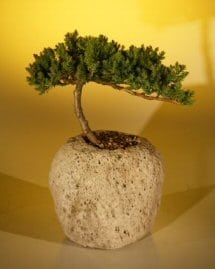 Juniper Bonsai Tree For Sale in a Lava Rock (Juniper Procumbens nana)