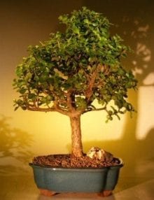 Baby Jade Bonsai Tree For Sale - Extra Large (Portulacaria Afra)