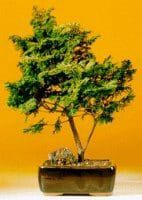 Golden Hinoki Cypress - Large Bonsai Tree For Sale (Chamecyparis obtusa 'Nana Lutea')