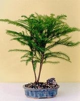 Norfolk Island Pine Bonsai Tree For Sale -Medium (Araucaria Heterophila)