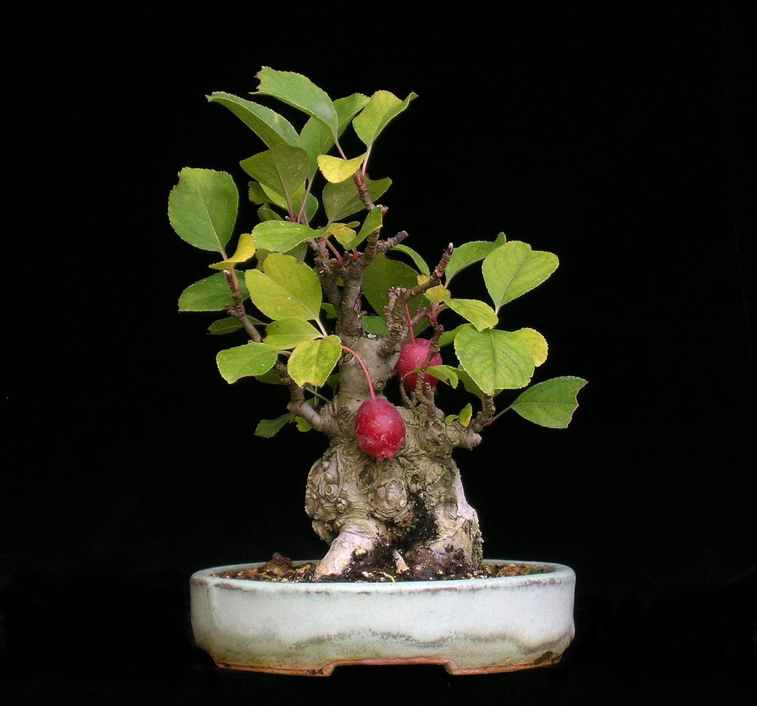 Apple Bonsai Tree