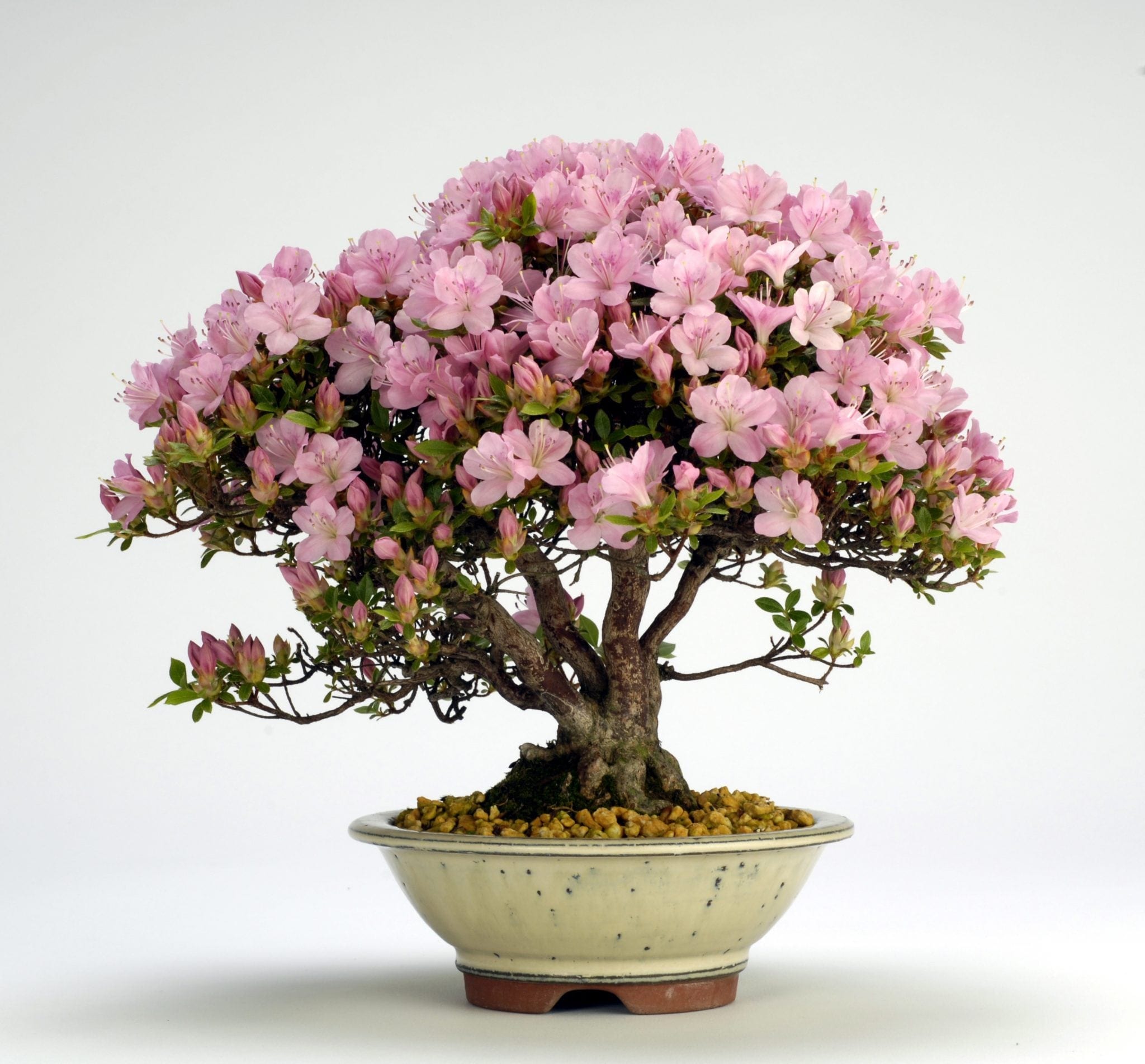 Azalea Bonsai Tree
