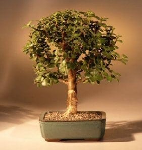 Baby Jade Bonsai Tree For Sale - Medium (Portulacaria Afra)