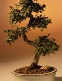 Chinese Elm Bonsai Tree For Sale - Large Curved Trunk Style (Ulmus Parvifolia)
