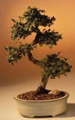 Chinese Elm Bonsai Tree For Sale - Large Curved Trunk Style (Ulmus Parvifolia)