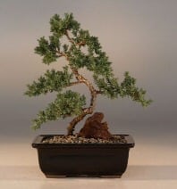 Juniper Karate Kid Bonsai Tree For Sale - Medium (Juniper Procumbens nana)