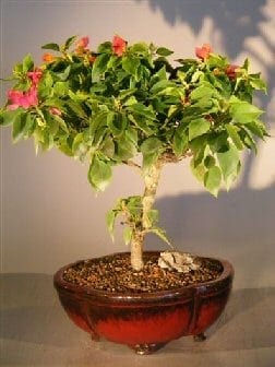 Bougainvillea Bonsai Tree For Sale #1 - Flowering Vine (pink pixie)