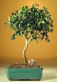 Ficus Oriental Bonsai Tree For Sale - Large (Ficus Orientalis)