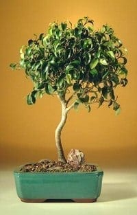 Ficus Oriental Bonsai Tree For Sale - Large (Ficus Orientalis)