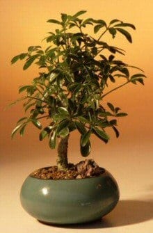 Hawaiian Umbrella Bonsai Tree For Sale - Small (arboricola schefflera 'luseanne')