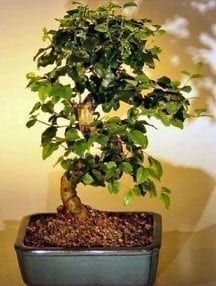 Flowering Ligustrum Bonsai Tree For Sale with Curved Trunk-Medium (ligustrum lucidum)