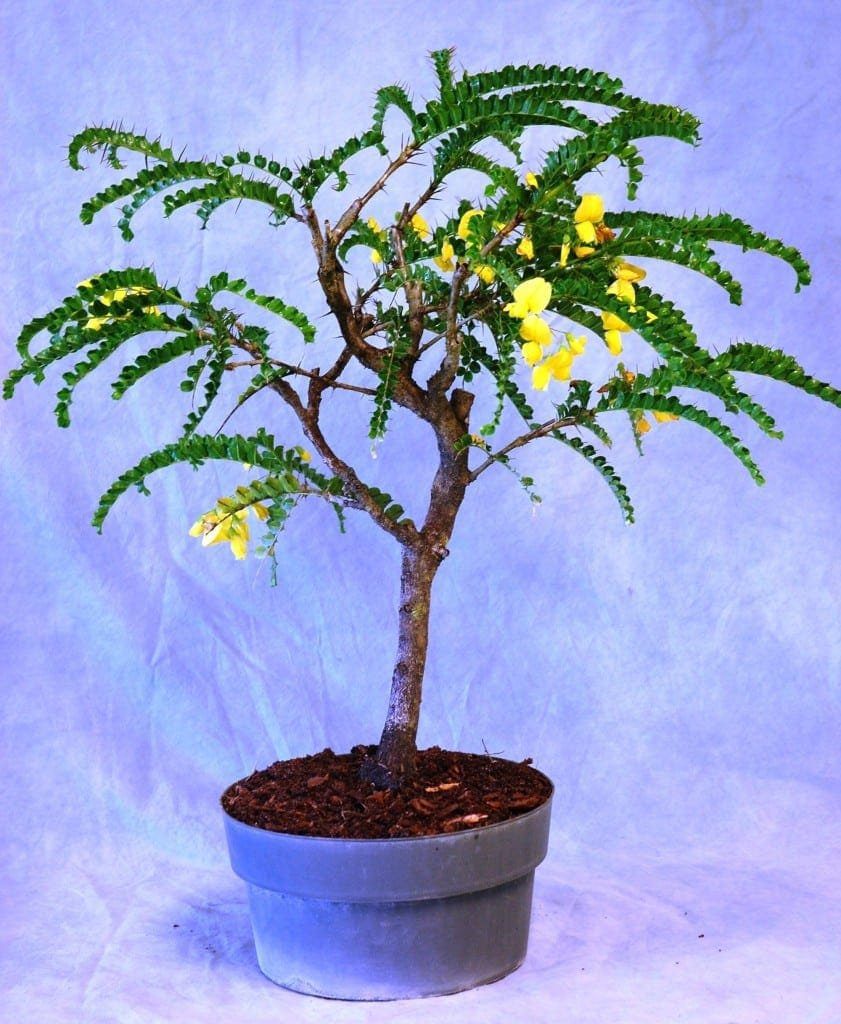 Bahama Berry Bonsai Tree