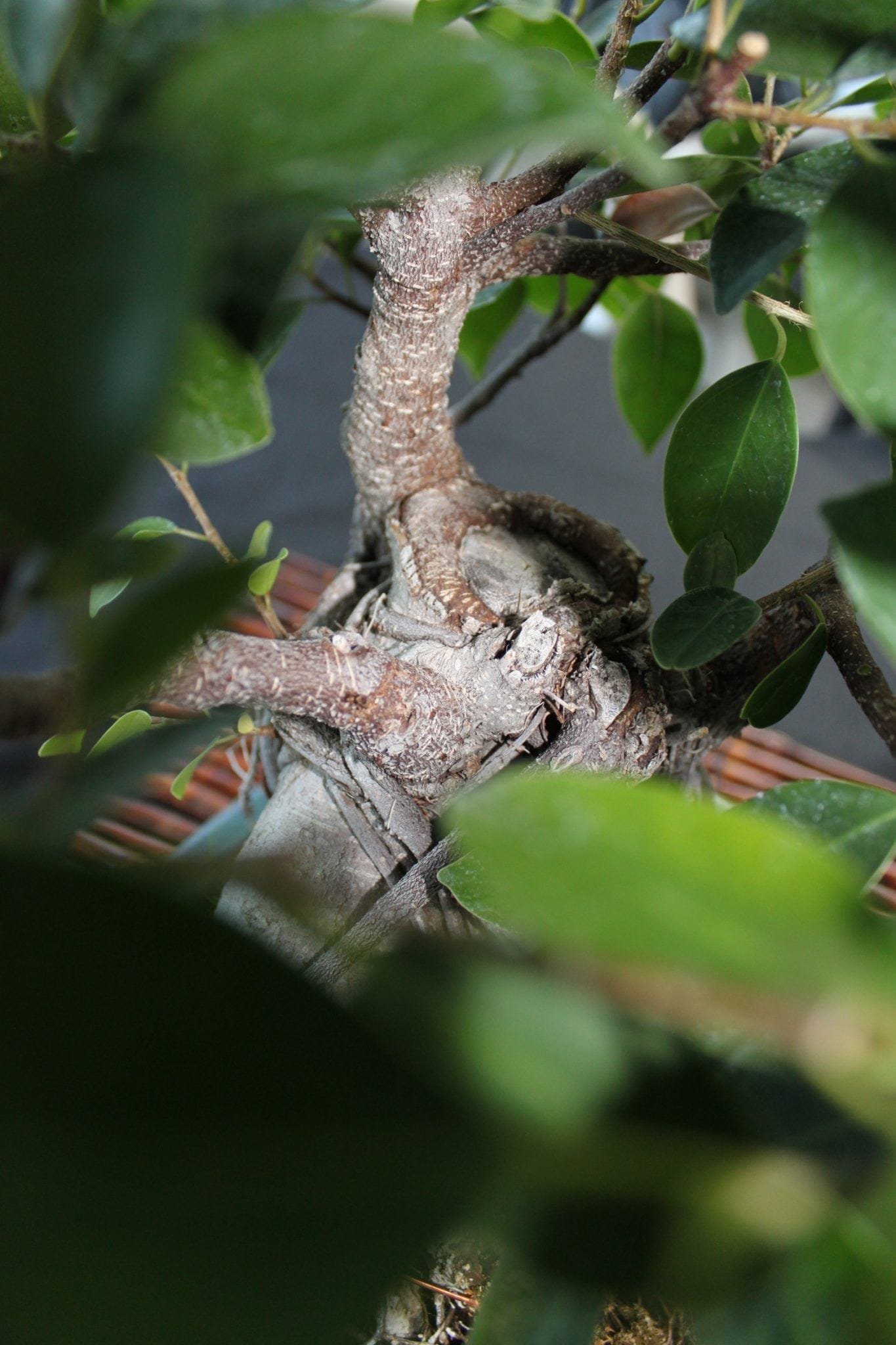 Bonsai Tree Bud Pruning